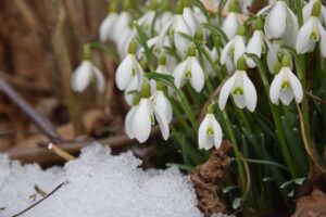 snowdrop-2136964_1280