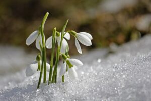 spring-g6dd6e9830_1920