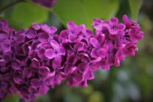 violet-gb8f9cbaa3_1920