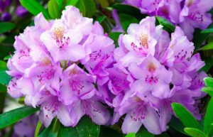rhododendron-7205695_960_720