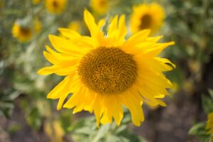 jjsun0512-sunflower-3607265